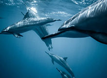 詹姆斯收到球迷送的王冠，因尺寸太大没戴上随即恶搞活跃气氛